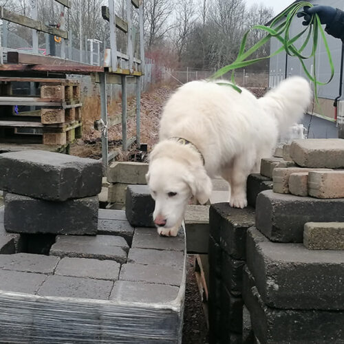 Nose work klass 1, tema utomhus - 29/4