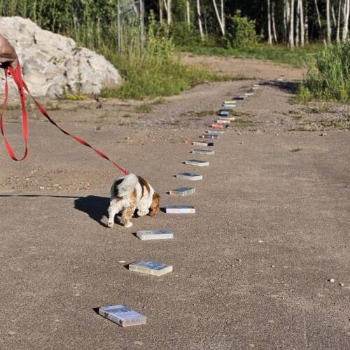 Nose work klass 1, utomhus + behållare - 12/4