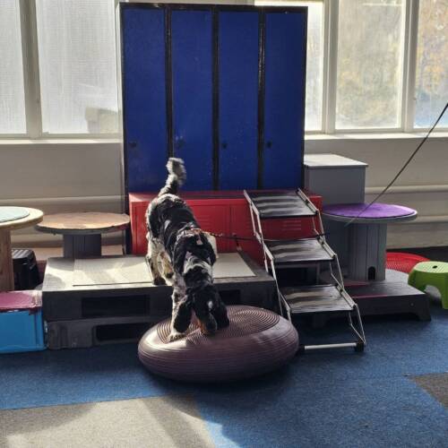 Nose work klass 1, proprioception - 22/4