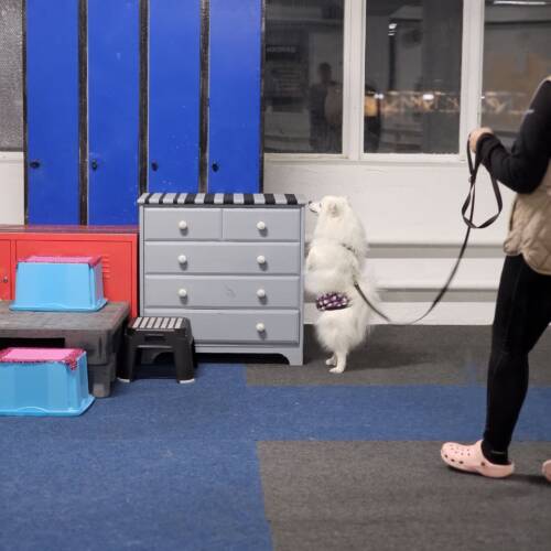 Nose work coachgrupp, klass 1 - 28 april