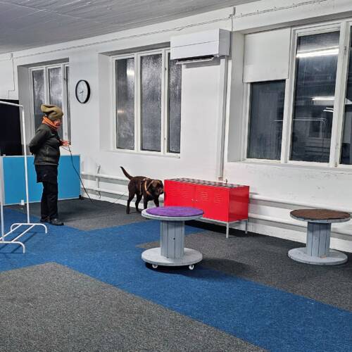 Nose work klass 1, inomhus - 8/3