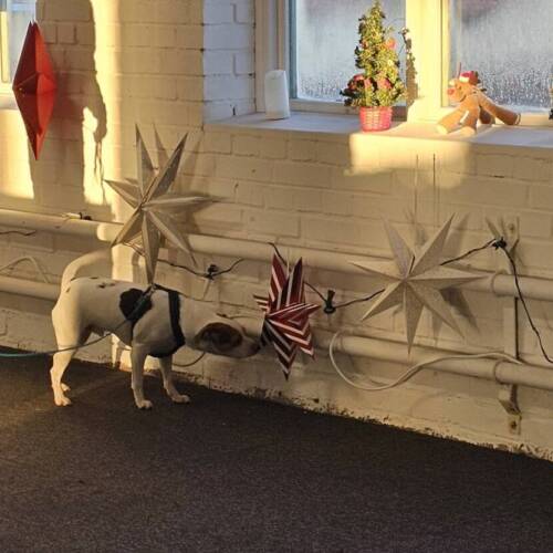 Nose work klass 1, hängande gömmor - 15/4