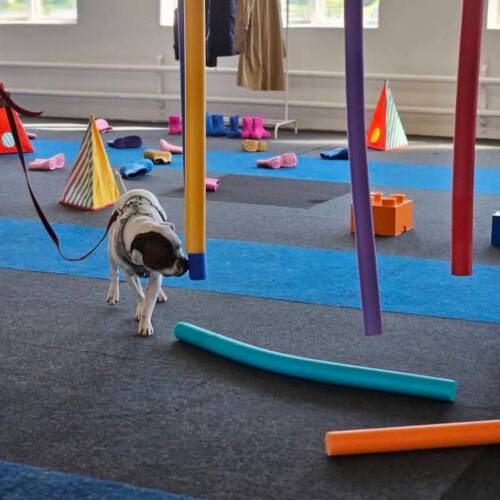 Nose work lattjolajban, klass 1 - 7/4