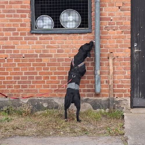 Nose work - höga gömmor, klass 1 - 1/4