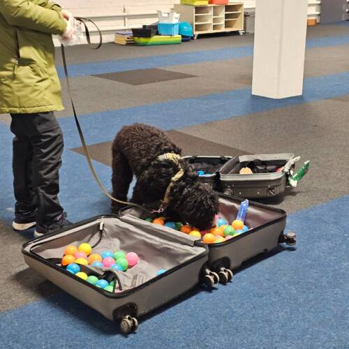 Unghundskurs start 24 juni