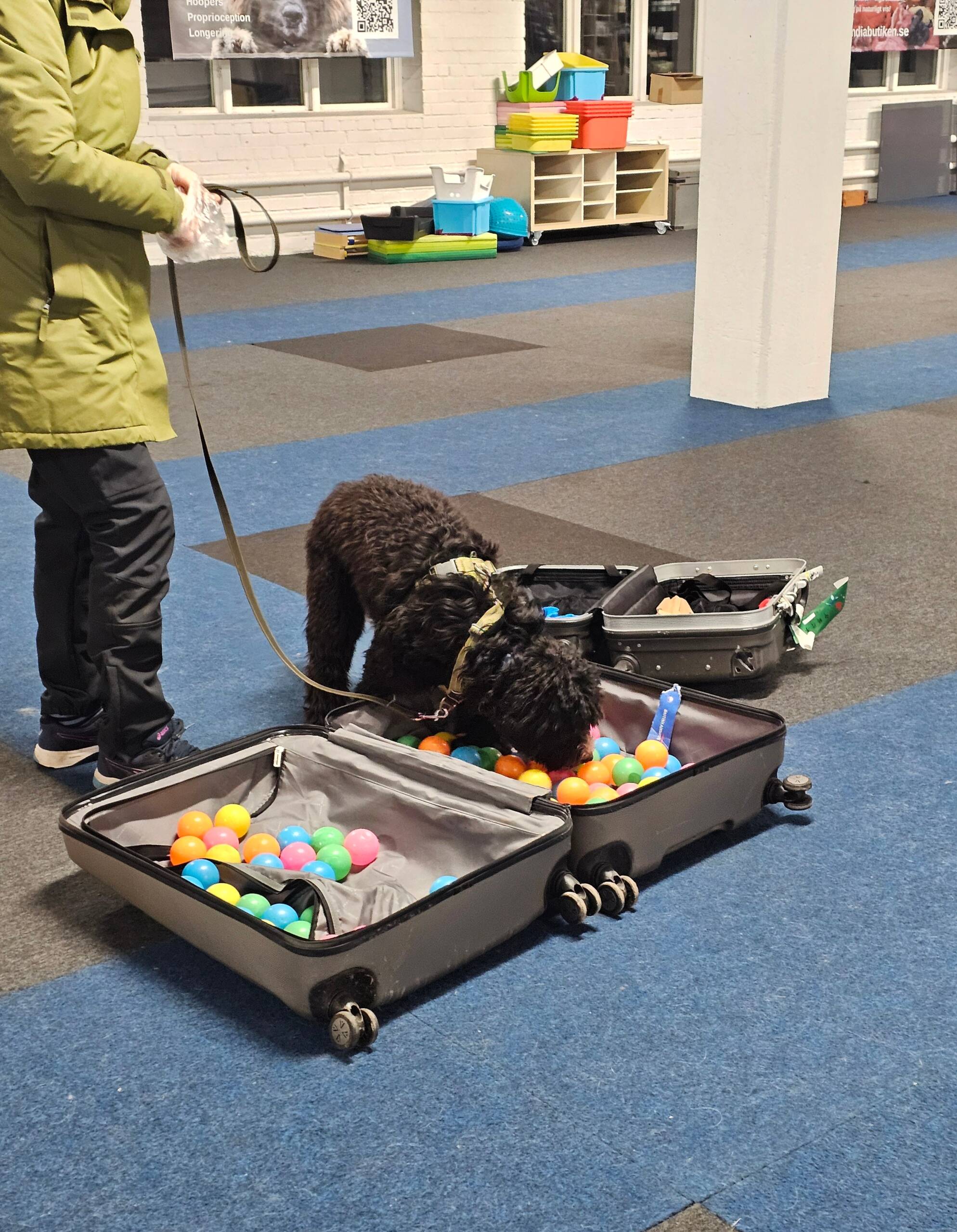 Unghundskurs start 24 juni