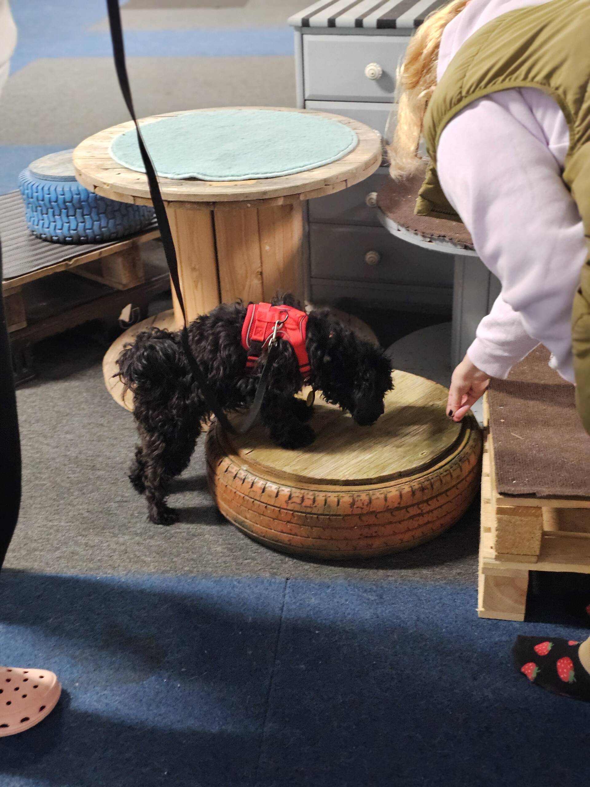 Unghundskurs start 24 juni - Bild 3