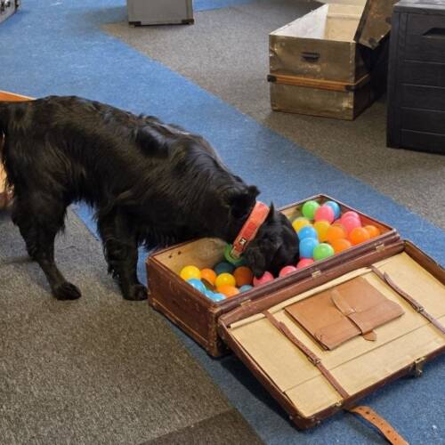 Nw1, Lattjolajbangömmor - 4/6