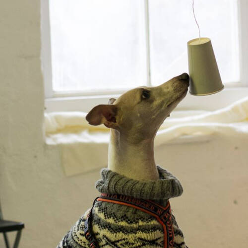 Nose work klass 1, hängande gömmor 28/12