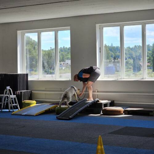 Nose work tema proprioception klass 1 - 2 oktober