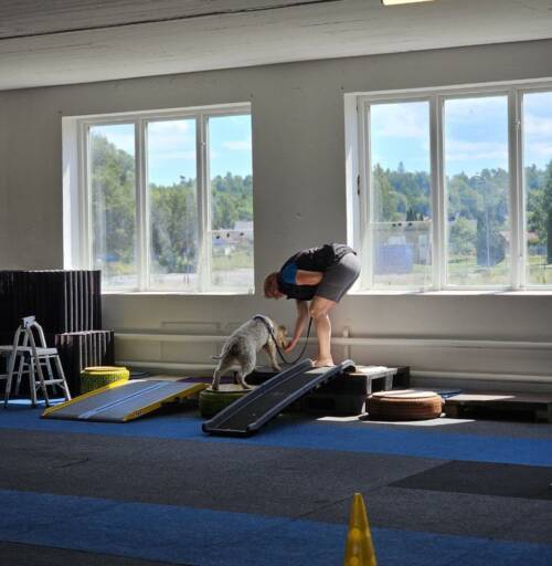 Nose work tema proprioception klass 1 - 2 oktober