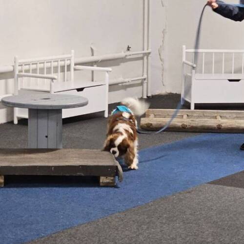 Nw tema inomhus klass 1 - 27 december