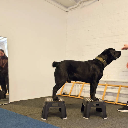 Stabil & stark, dagtid, start 6 april