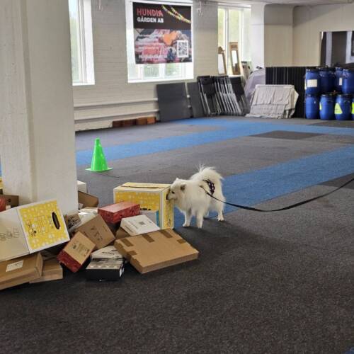 Nw klass 1 med lattjolajbansgömmor 12/1