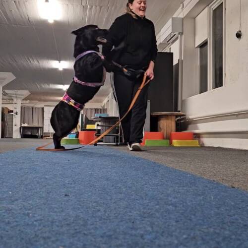 Unghundskurs start 11 november