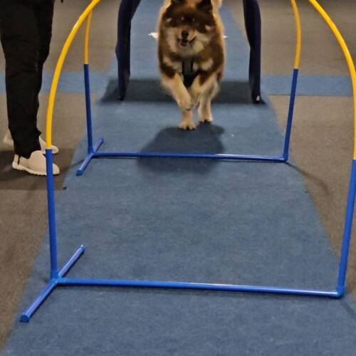 Hoopers grundkurs, start 4 december