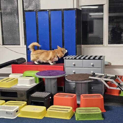 Nose work coachgrupp, klass 1, 10 mars