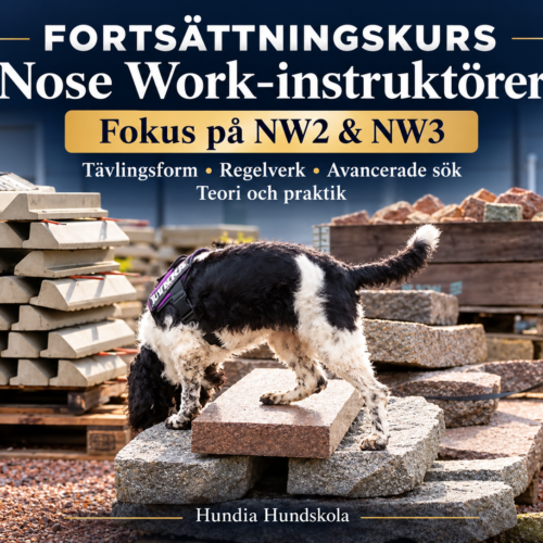 Vidareutveckling för Nose Work instruktörer april 2027