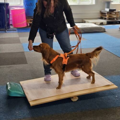 Stabil & stark, start 16 januari