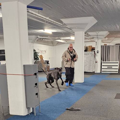 Unghundskurs 16 februari