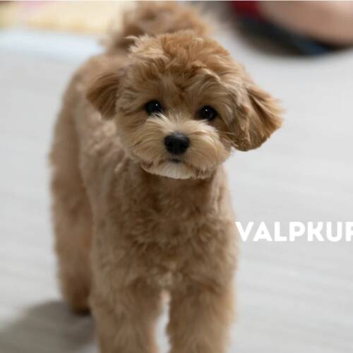 Valpkurs start 6/8