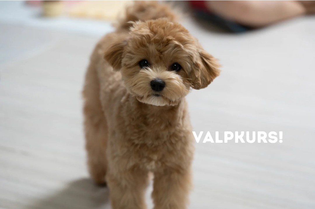 Valpkurs start 6/8