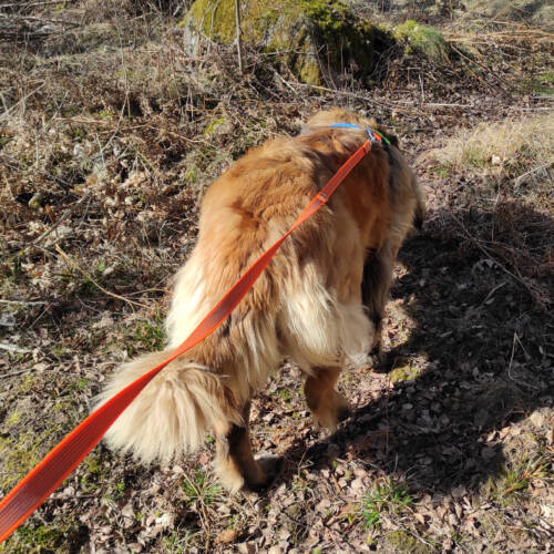 Mantrailing 16-17 maj