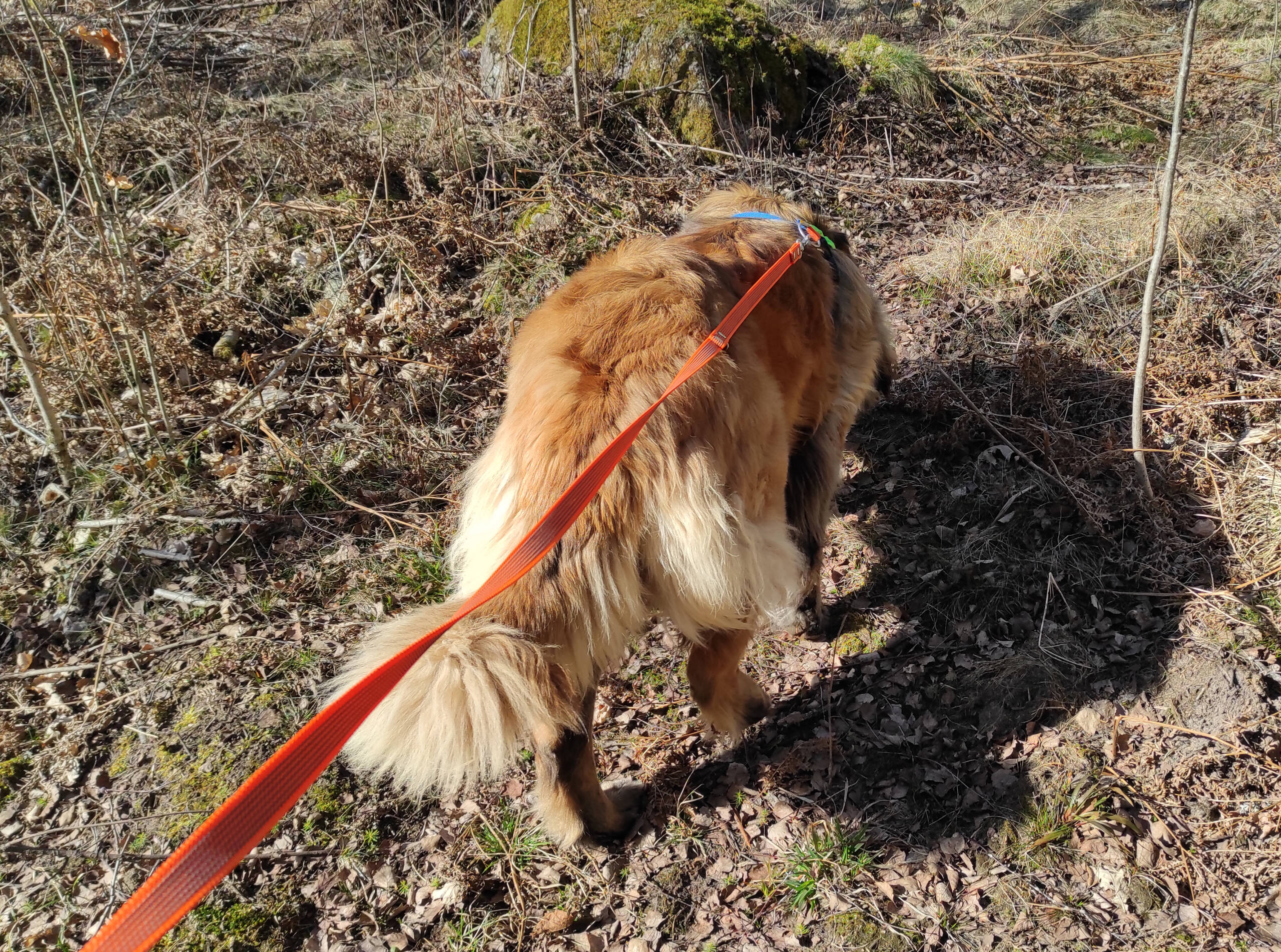 Mantrailing 16-17 maj