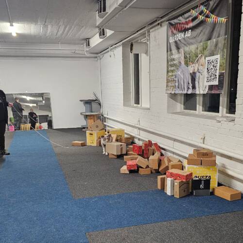 Nose work grundkurs forts. start 5 maj