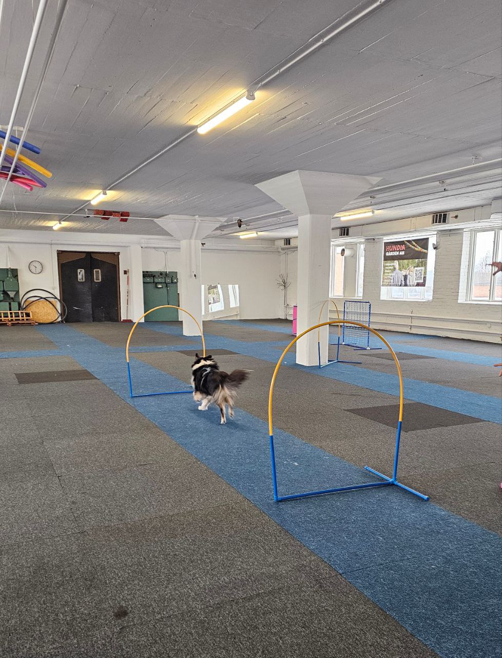 Hoopers grundkurs start 11 maj - Bild 2