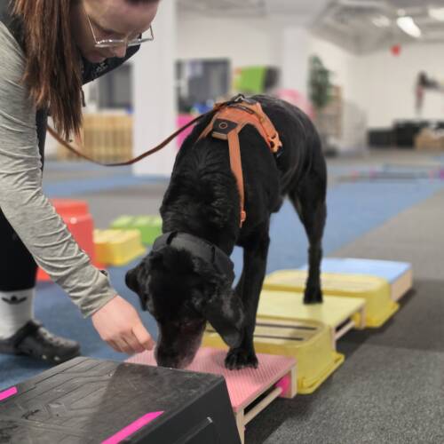 Kroppskontroll/proprioception träningstillfälle 25/5