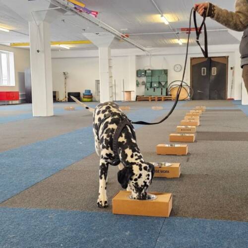 Nose work grundkurs 12/10