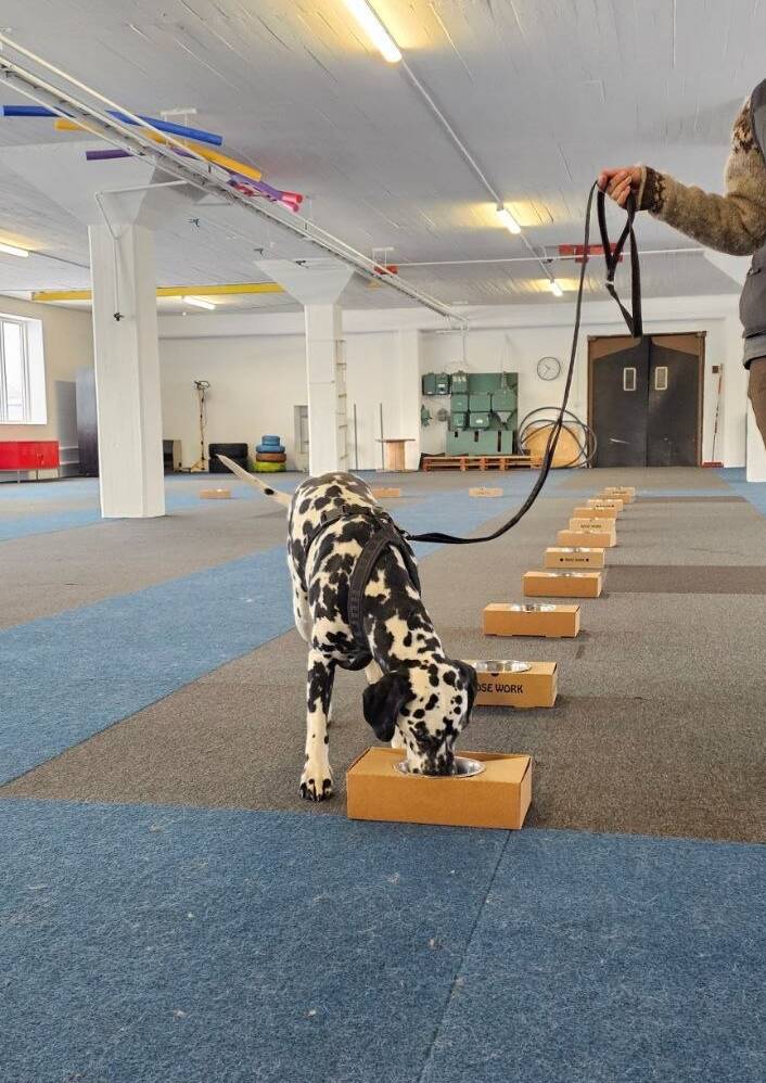 Nose work grundkurs 12/10