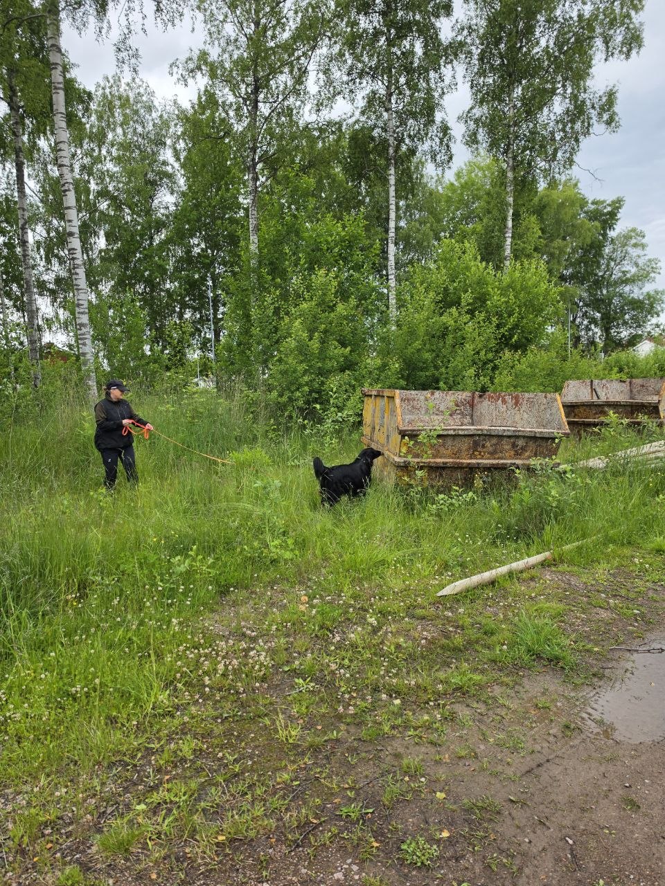 Nw1- 11/10 - natursök med störning - Bild 3