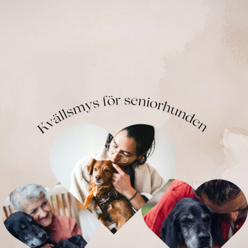 Kvällsmys för seniorhunden 9/7