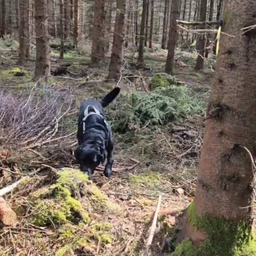 Nw1- 14/6 - natursök med störning