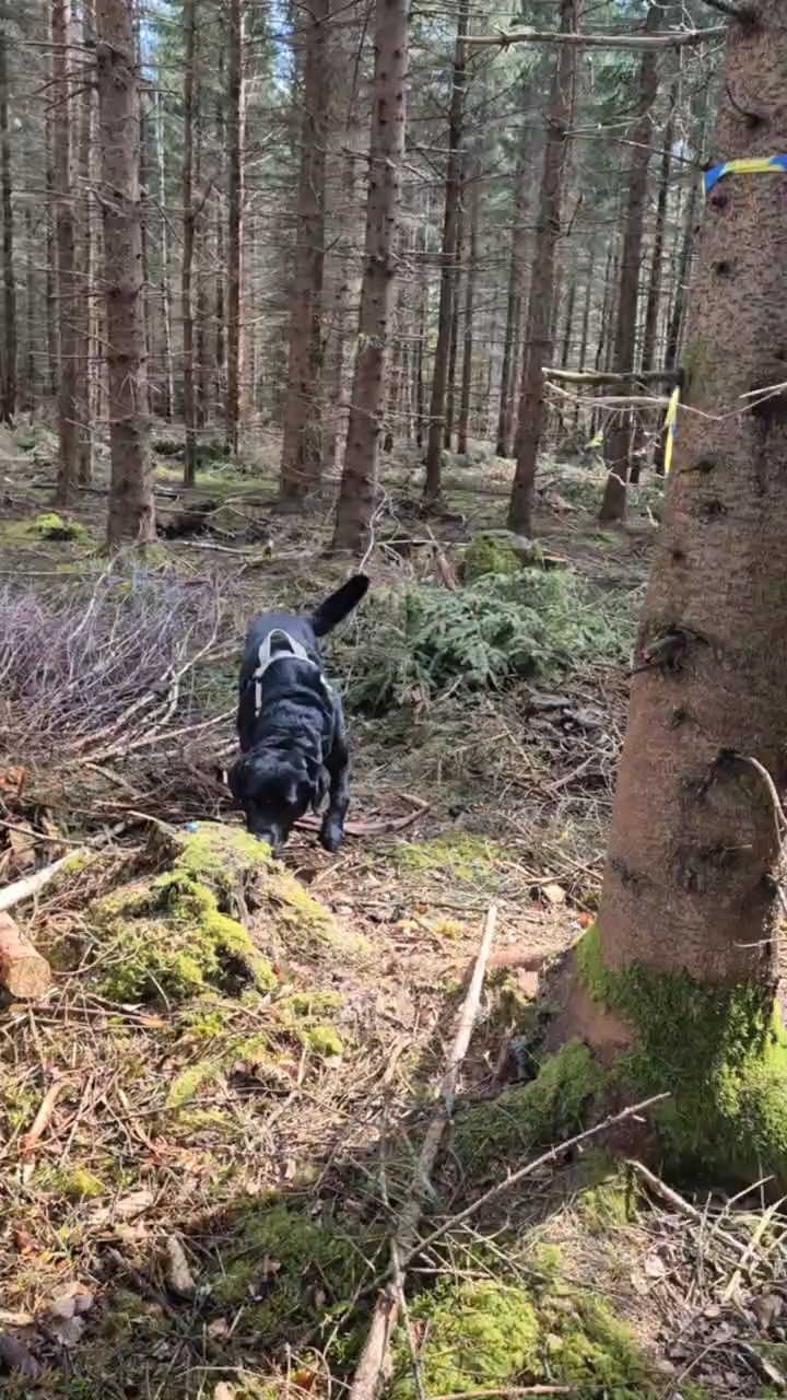 Nw1- 14/6 - natursök med störning