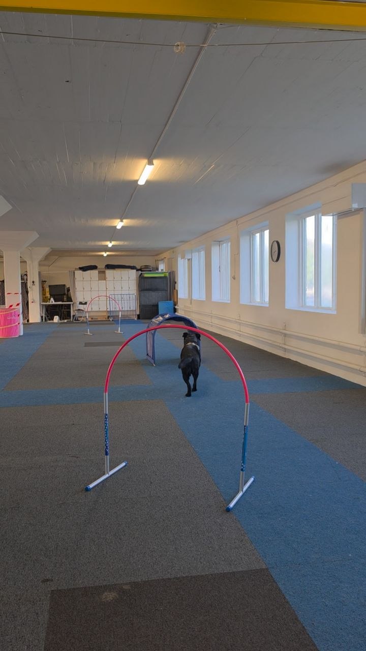 Hoopers grundkurs, intensiv, start 1/12 - Bild 6